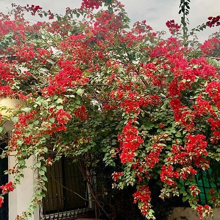 50N15 B&B Cali Kültér fotó